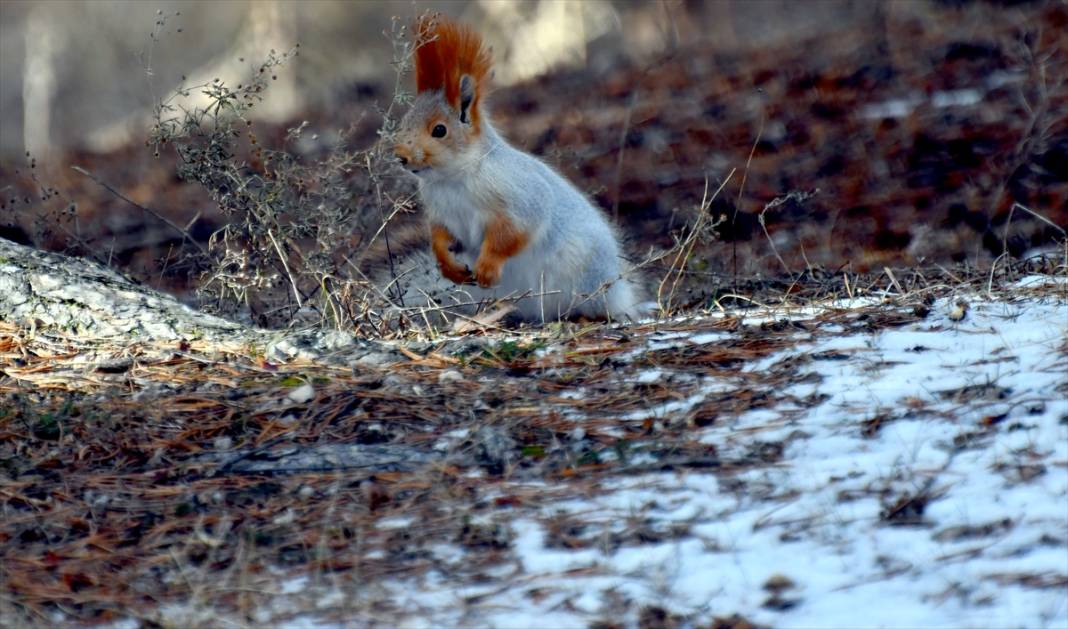 Doğanın renkli misafirleri! Kars'ta kızıl sincaplar yaşam alanlarında görüntülendi 17